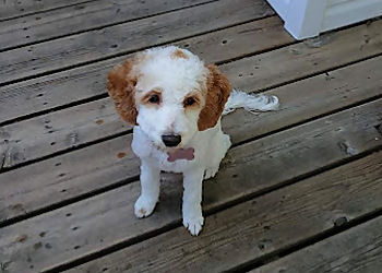 Oshawa Salons de Toilettage Pour Animaux De Compagnie Kit 'N' Ka-Poodle