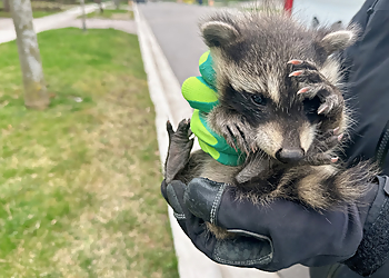 Kungfu Raccoon - Markham, ON Animal Removal - Service Image