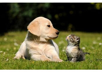 Richmond Hill veterinary clinic Leslie Street Animal Hospital