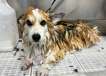 Granby pet grooming L' Espace Câlin