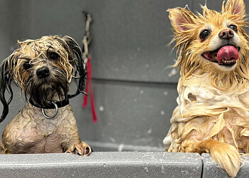 Granby pet grooming L' Espace Câlin