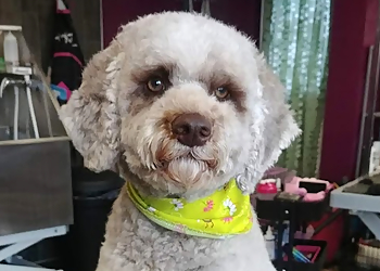 La Bande à Lou - Longueuil, QC Pet Grooming - Service Highlights