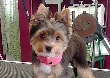 La Bande à Lou La Bande à Lou - Longueuil, QC Pet Grooming - Service Image