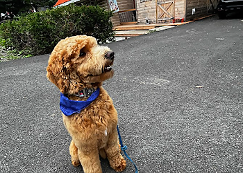 Saint Jerome Salons de Toilettage Pour Animaux De Compagnie La Belle et Coco