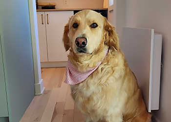 Saint Jerome Salons de Toilettage Pour Animaux De Compagnie La Belle et Coco