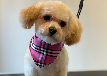 Saint Jerome pet grooming La Belle et Coco
