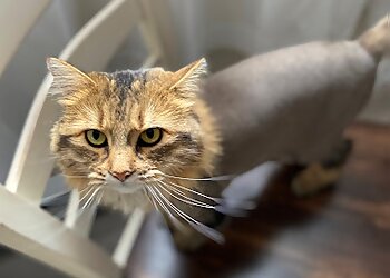 Saint Jerome Salons de Toilettage Pour Animaux De Compagnie La Boite A Mamours