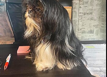 Saint Jerome Salons de Toilettage Pour Animaux De Compagnie La Boite A Mamours