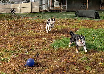 La Bonne Patte - Granby, QC Dresseurs De Chiens - Dog Training Session Image