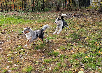 La Bonne Patte La Bonne Patte - Granby, QC Dresseurs De Chiens - Dog Image