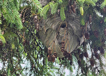 Mirabel pest control La Cie d'Extermination Chomedey / Mirabel