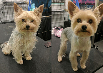 Laval pet grooming La Maison Du Chien