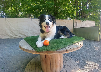 Granby pet grooming La Niche Du Canton