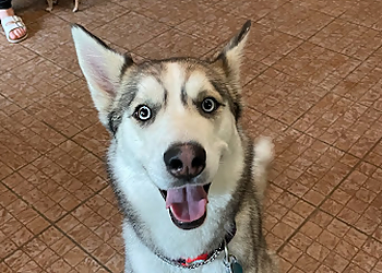 Granby pet grooming La Niche Du Canton