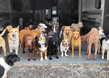 Longueuil dog trainer La Niche, Hôtel-Spa-Gym