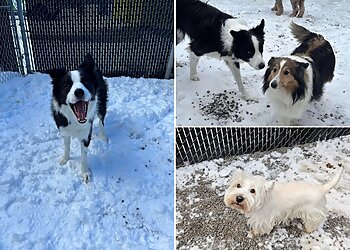 Longueuil dog trainer La Niche, Hôtel-Spa-Gym