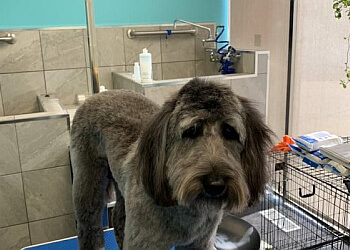 Red Deer Salons de Toilettage Pour Animaux De Compagnie Lacey & Foxy's Playground Inc.