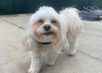 Red Deer Salons de Toilettage Pour Animaux De Compagnie Lacey & Foxy's Playground Inc.