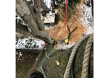 Stratford tree service Lanktree Tree Services