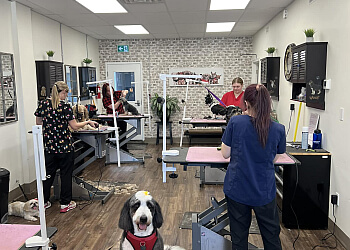 Windsor pet grooming Laura’s Classy Canines