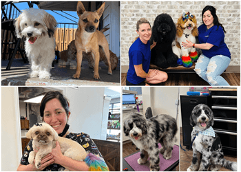 Windsor pet grooming Laura’s Classy Canines