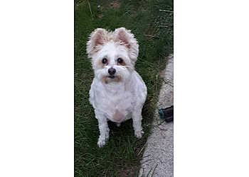 Kamloops pet grooming Lavender Grooming