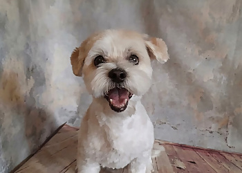 Lavender Grooming - Kamloops, BC Pet Grooming - Service Highlights