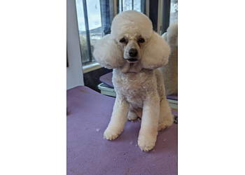 Kamloops pet grooming Lavender Grooming 