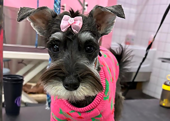 Lavodog - Quebec, QC Salons de Toilettage Pour Animaux De Compagnie - Service Image