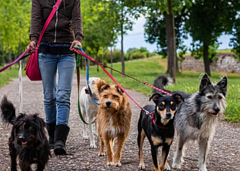 Montreal dog walker Les Anges Gardiennes