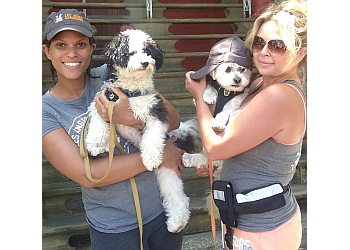 Montreal dog walker Les Anges Gardiennes