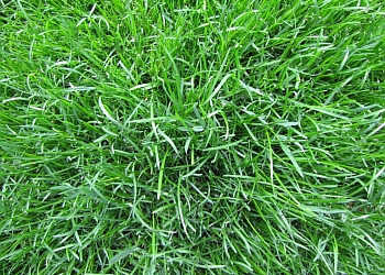 Granby lawn care service Les Entreprises Marion