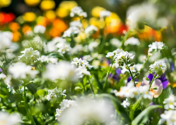 Les Jardins des 5 sens - Mirabel, QC Attraction touristiques - Nature Image