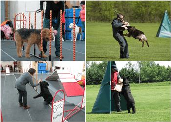Laval Dresseurs De Chiens Les Mordus du chien