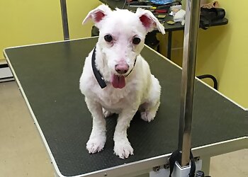 Dollard des Ormeaux Salons de Toilettage Pour Animaux De Compagnie Les Quatre Pattes Propres