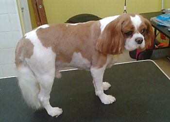 Dollard des Ormeaux Salons de Toilettage Pour Animaux De Compagnie Les Quatre Pattes Propres