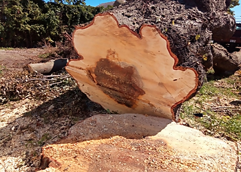 Les Services d'Arbres Tougas Les Services d'Arbres Tougas - Saint Jean sur Richelieu, QC Tree Services - Job Site Image