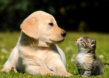 Leslie Street Animal Hospital - Richmond Hill, ON Cliniques Vétérinaires - Service Highlights