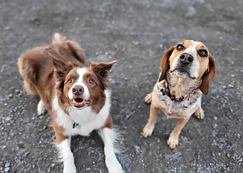 Les mordus du chien Les mordus du chien - Laval, QC Dog Trainers