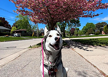 Guelph Promeneurs De Chiens Let The Dog Out Inc.