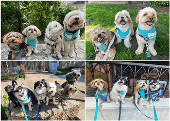 Toronto dog walker Liberty Pooch