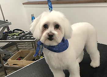 Lilo Boutique pour Animaux & Toilettage - Repentigny, QC Salons de Toilettage Pour Animaux De Compagnie - Project Image