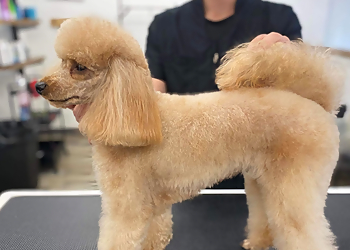 Lilo Boutique pour Animaux & Toilettage Lilo Boutique pour Animaux & Toilettage - Repentigny, QC Salons de Toilettage Pour Animaux De Compagnie - Service Image