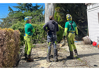 Burnaby tree service Linden Tree Care