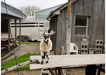 Stouffville places to see Lionel's Farm