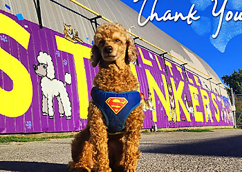 Belleville pet grooming Little Stinkers Natural Pet Foods & Grooming