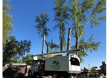 Saskatoon Tree Services Living Skies Tree Service