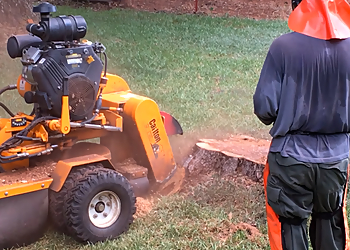 Peterborough tree service Local Tree Removal