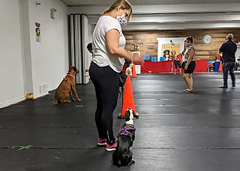Loisirs Canins - Quebec, QC Dresseurs De Chiens - Dog Training Image