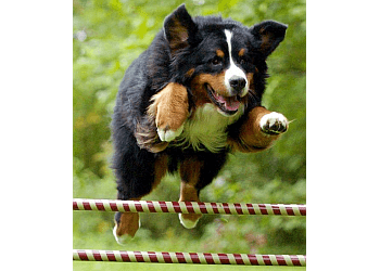 Quebec dog trainer Loisirs Canins